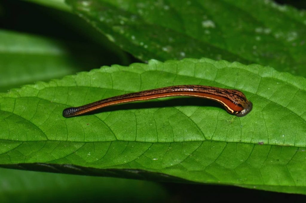 What is a leech? Get acquainted with the miraculous properties of leeches.