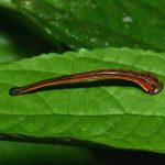 What is a leech? Get acquainted with the miraculous properties of leeches.